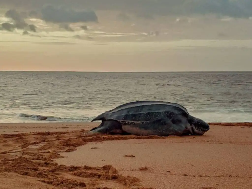 Leatherback-Zeeschildpadden tour