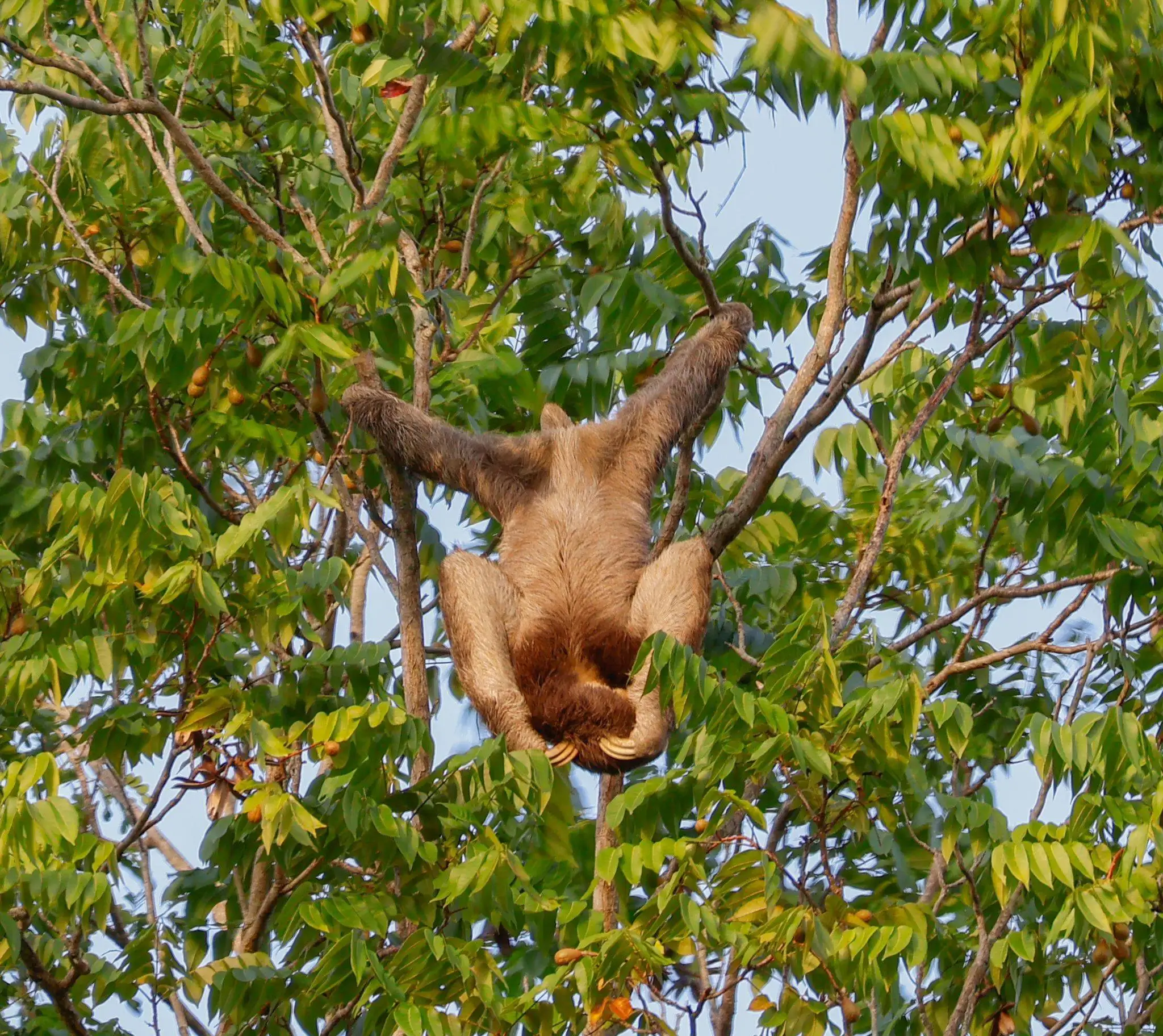 Luiaarden spotten in Paramaribo