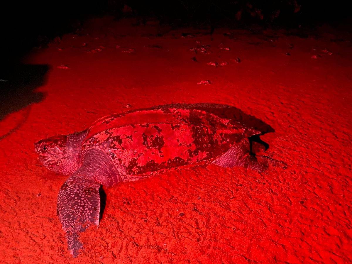 Leatherback turtle Suriname - Myrysji lodge