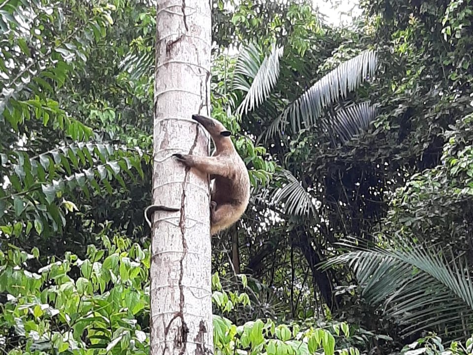 Miereneter klimt in boom in Peperpot Natuurpark Suriname
