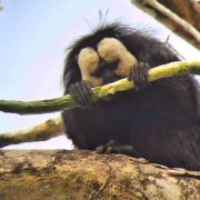 10 Unieke Dieren die je in Suriname kunt spotten